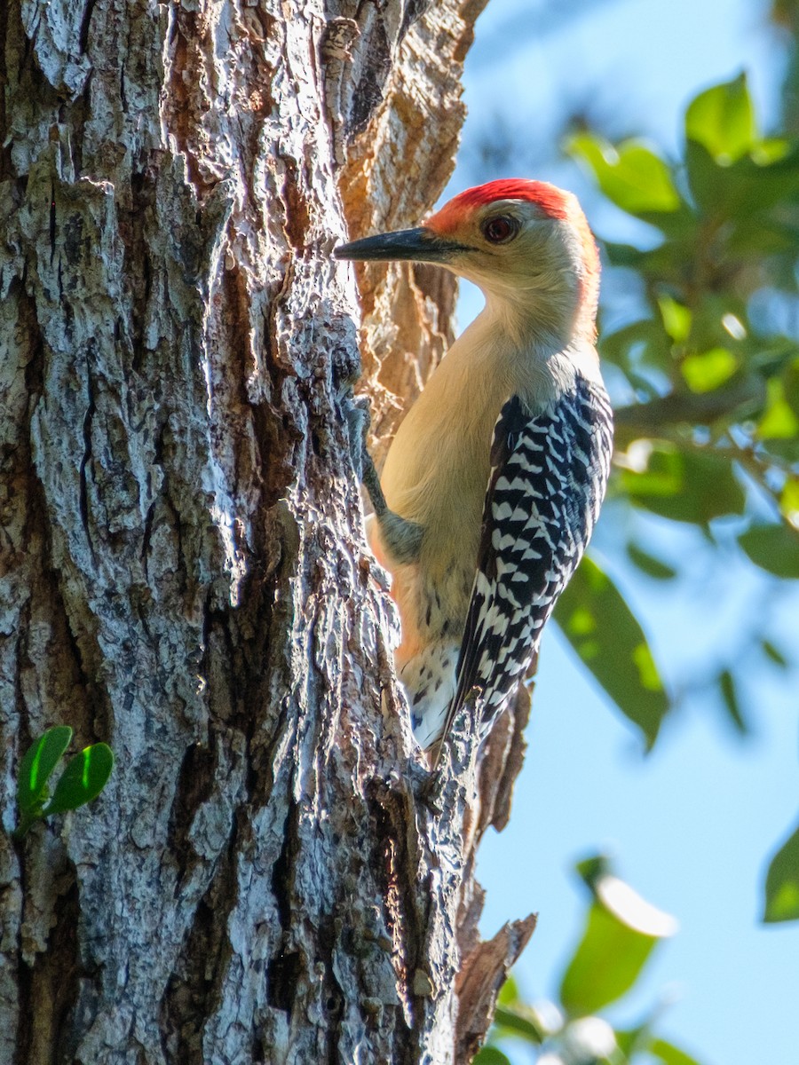 Carolinaspecht - ML644573802