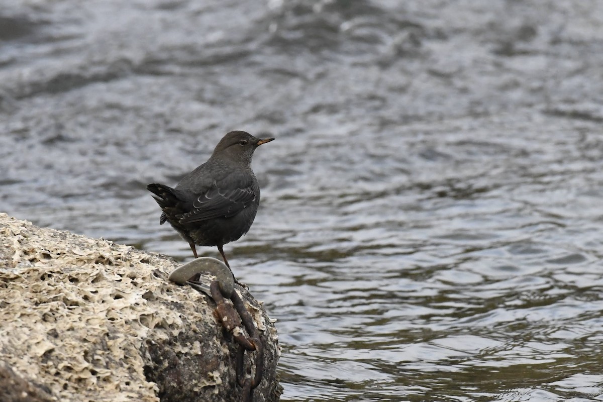 Ur-zozo iparramerikarra - ML644573810