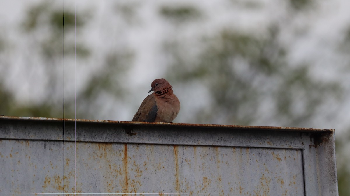 Laughing Dove - ML644573815