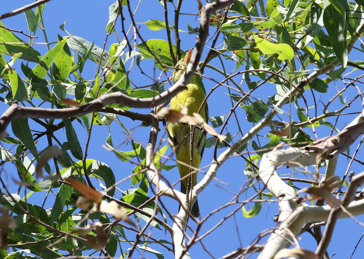 vestpiranga - ML644573832