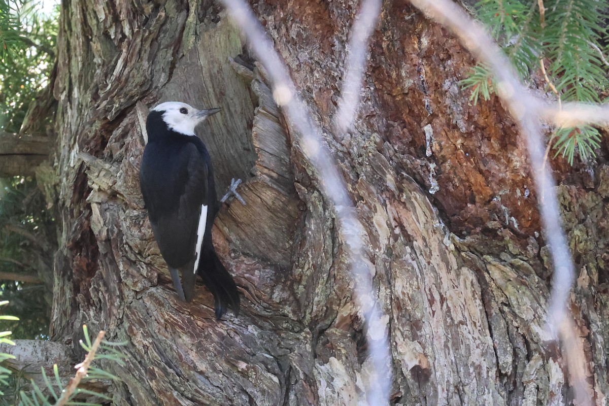 White-headed Woodpecker - ML644573840