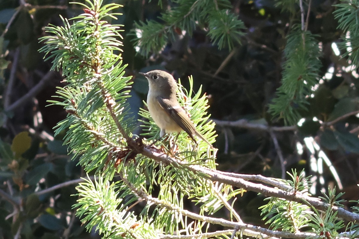 Золотомушка рубіновочуба - ML644573848