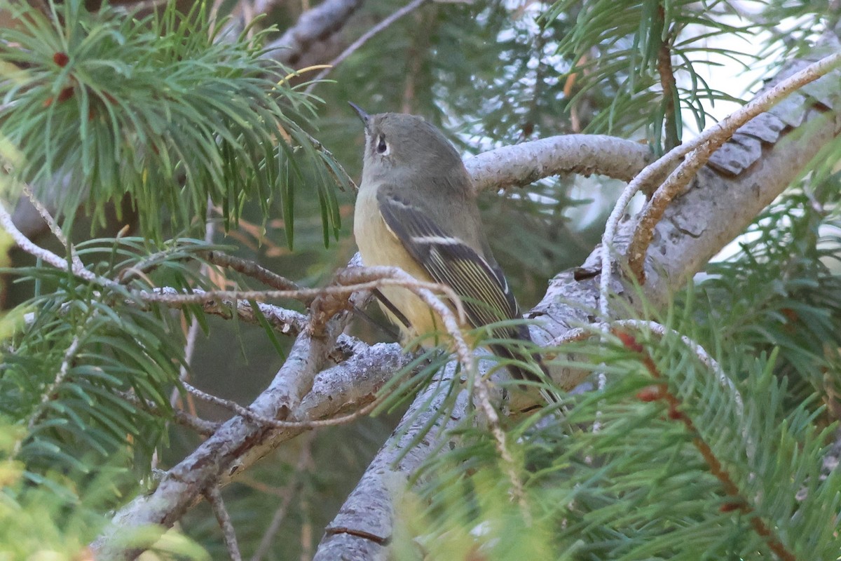 Золотомушка рубіновочуба - ML644573849