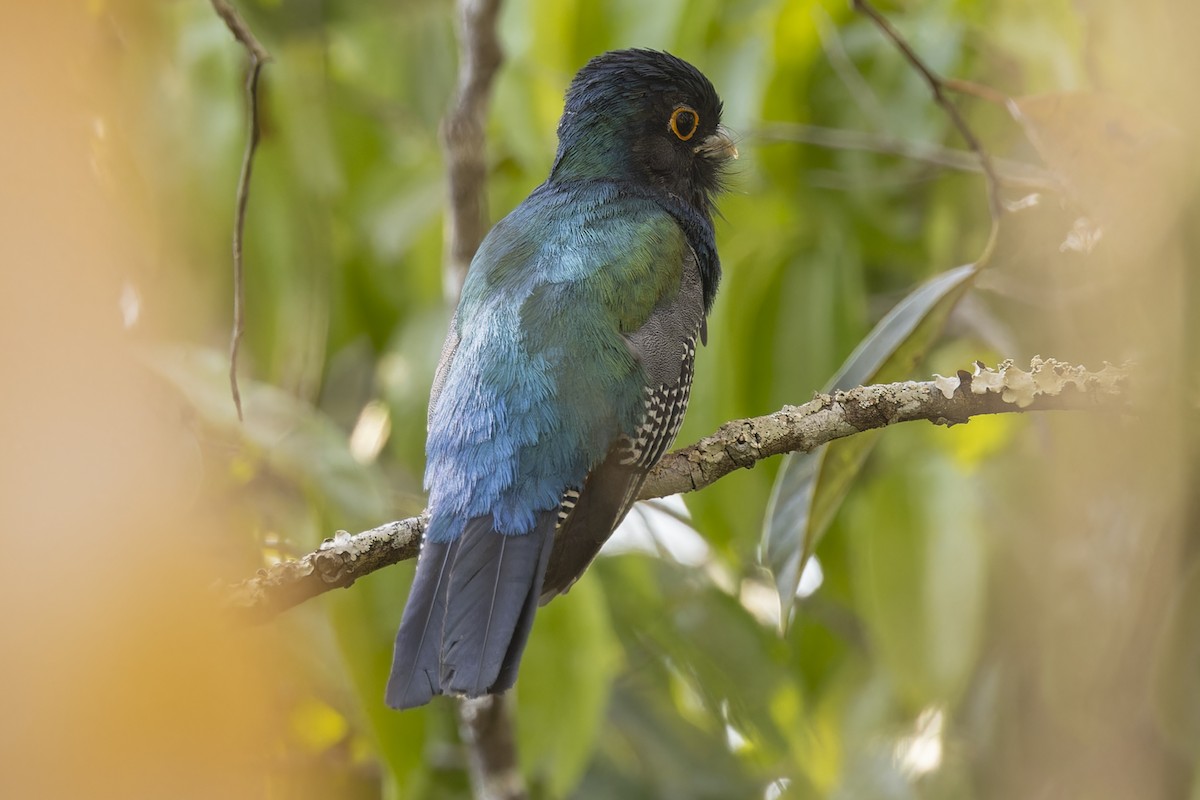 ズアオキヌバネドリ - ML644573854