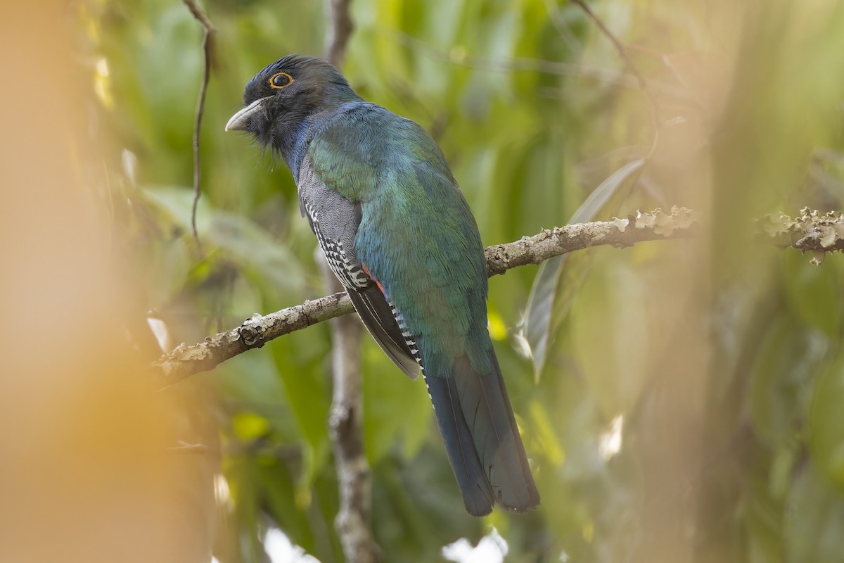 ズアオキヌバネドリ - ML644573855