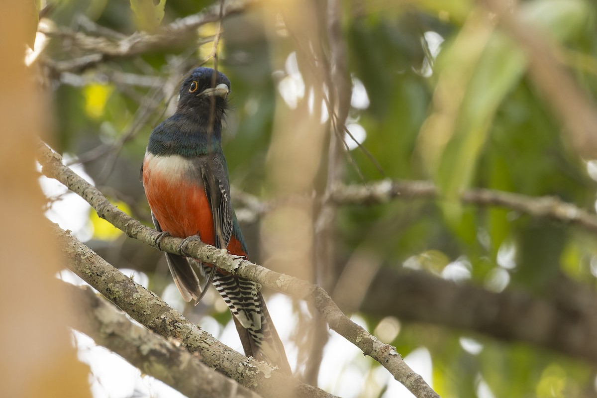 ズアオキヌバネドリ - ML644573856