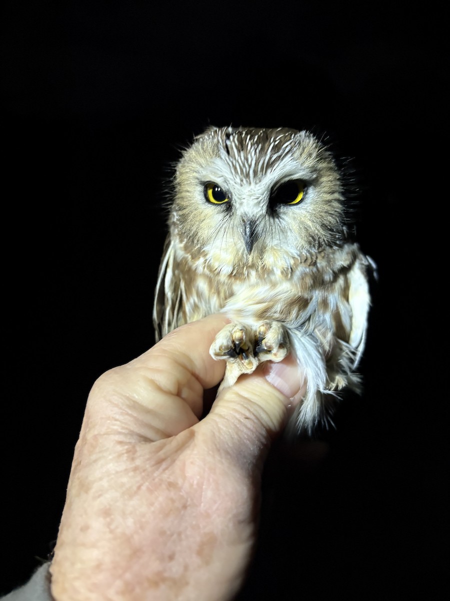 Сич північний - ML644573868