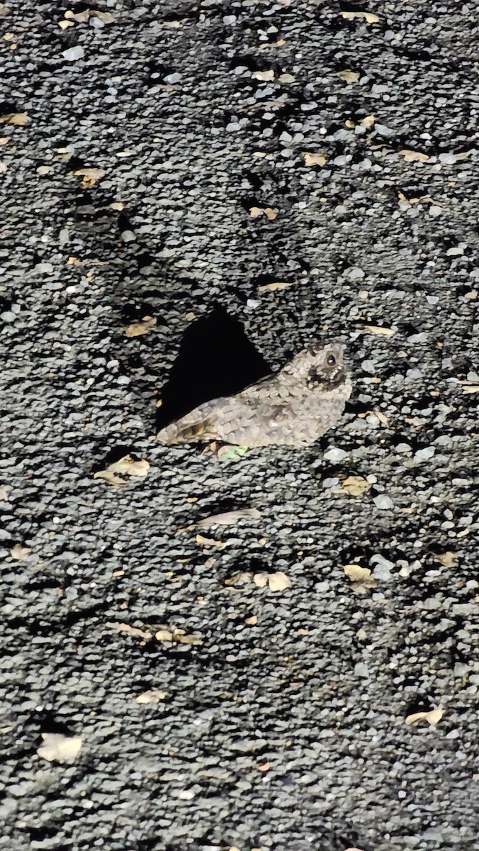 lelek americký - ML644573869