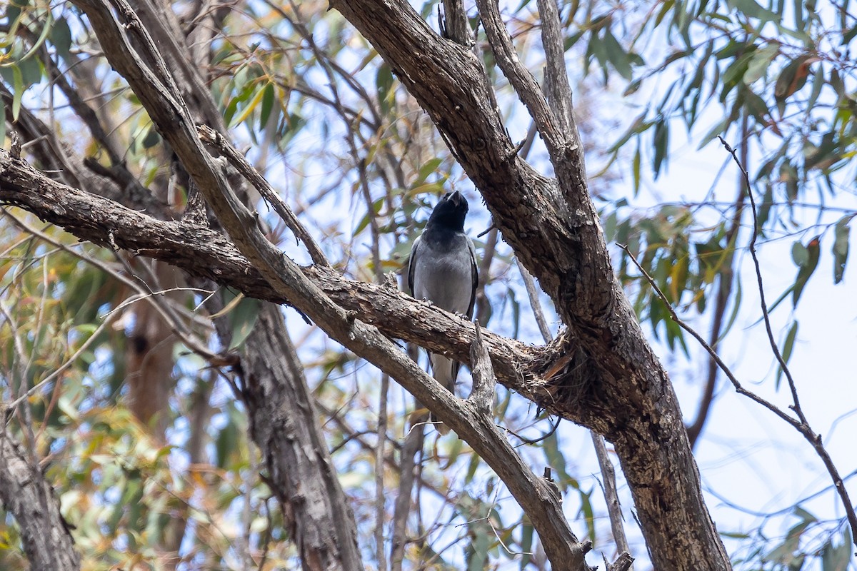 Black-faced Cuckooshrike - ML644573876