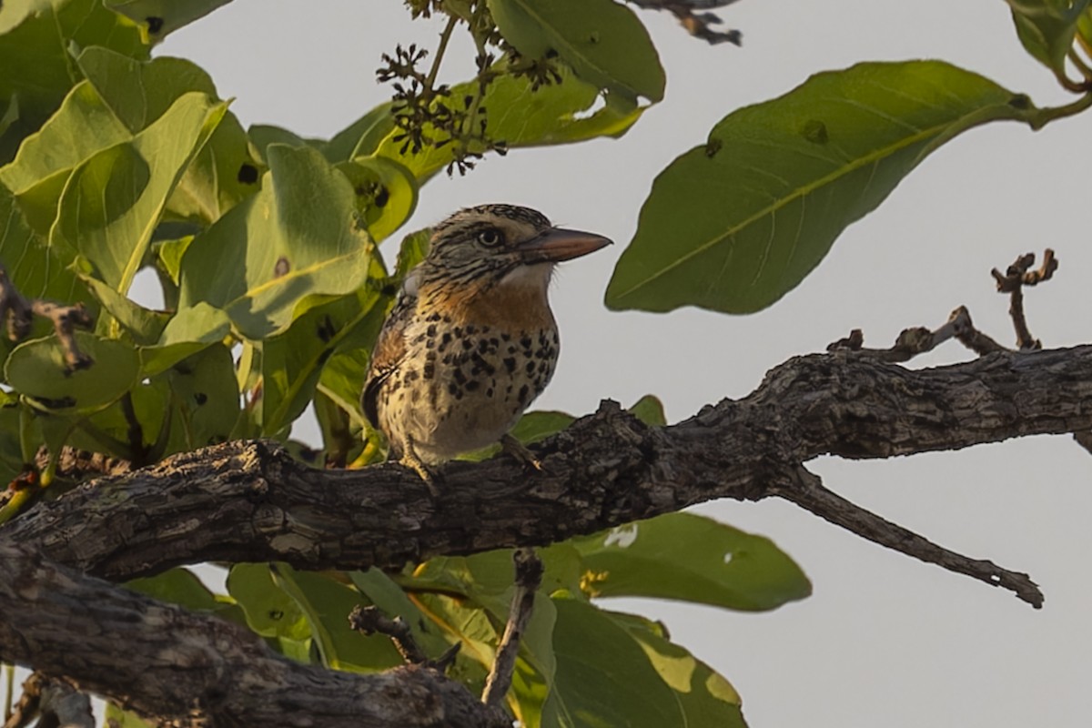 セボシオオガシラ - ML644573882