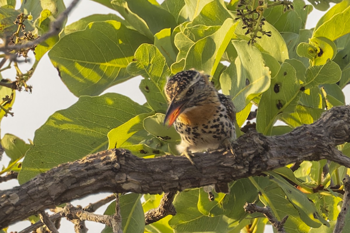 セボシオオガシラ - ML644573883