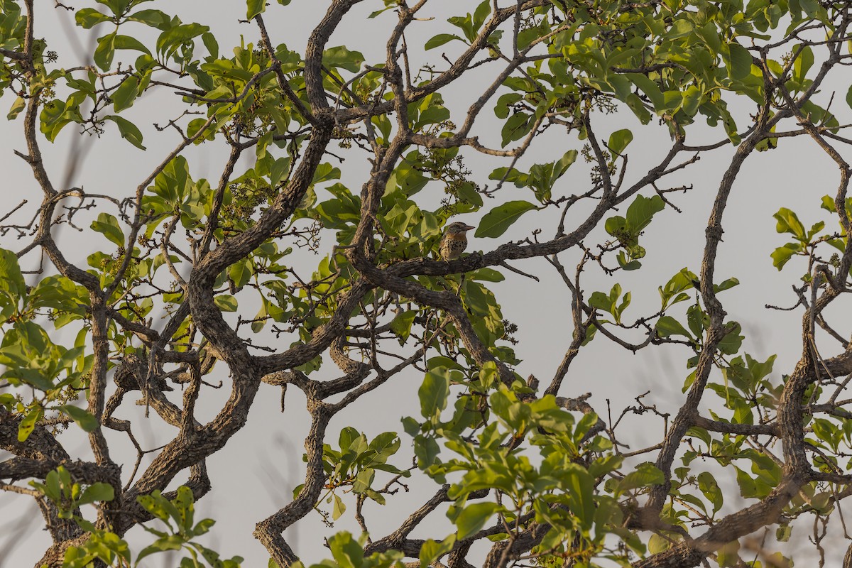 セボシオオガシラ - ML644573884