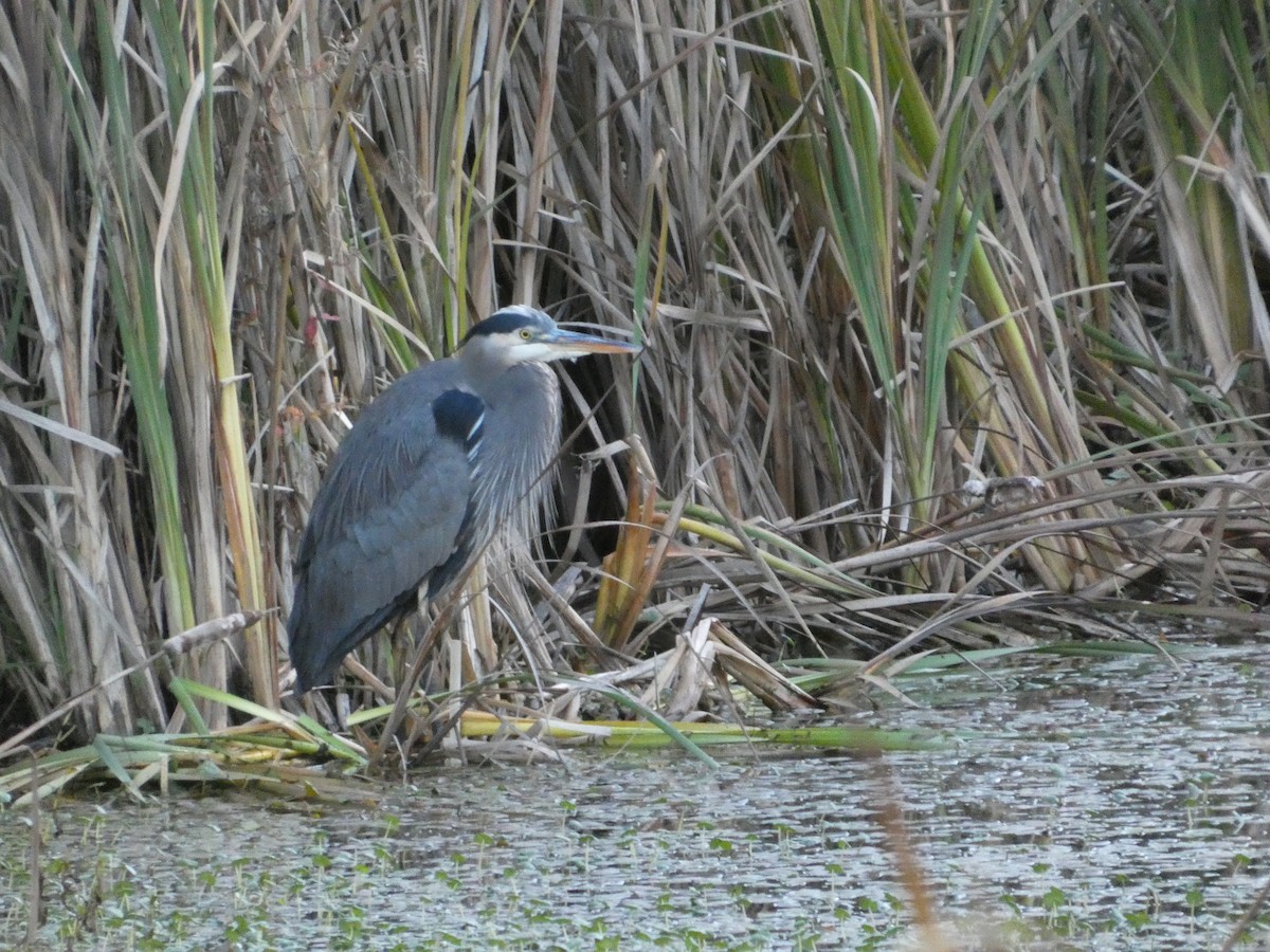 Great Blue Heron - ML644573885