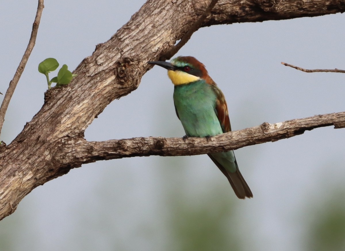 שרקרק מצוי - ML644573887