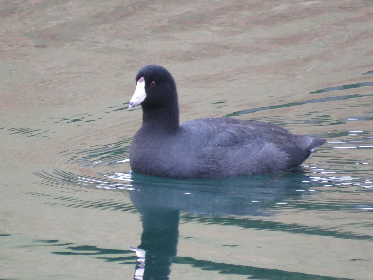 American Coot - ML644573899