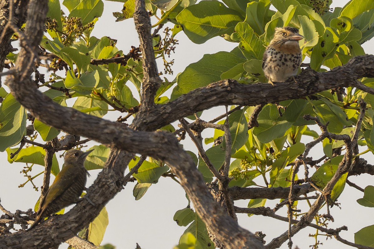 ヒメハゲラ - ML644573913