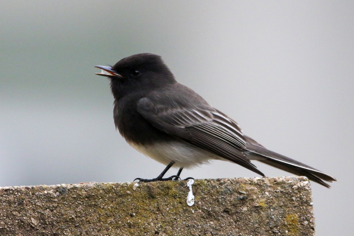 svartfibi - ML644573914