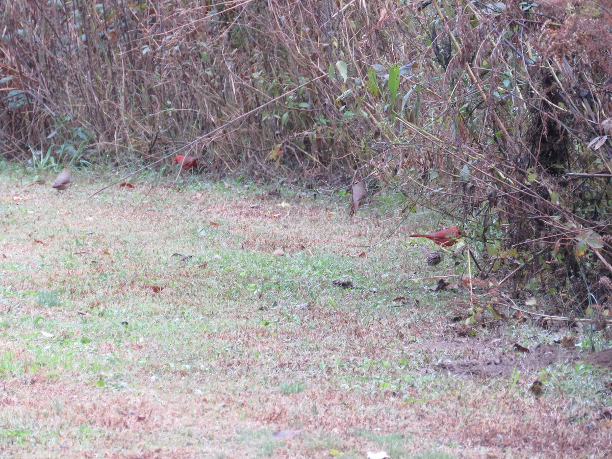 Cardinal rouge - ML644573923