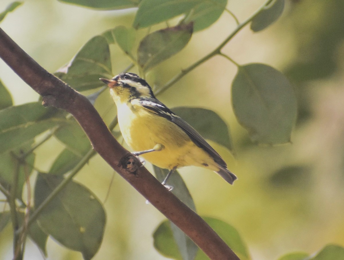 Yellow-bellied Tit - ML644573924