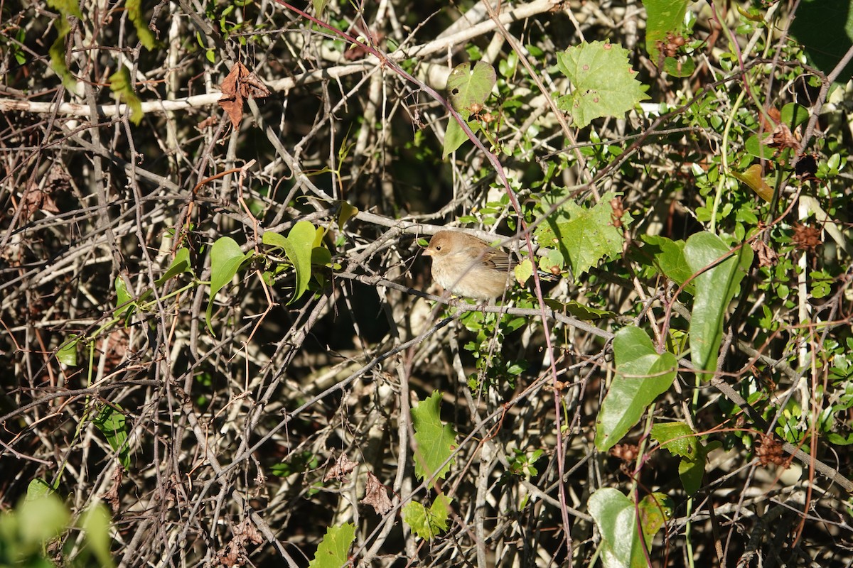 Passerin indigo - ML644573929