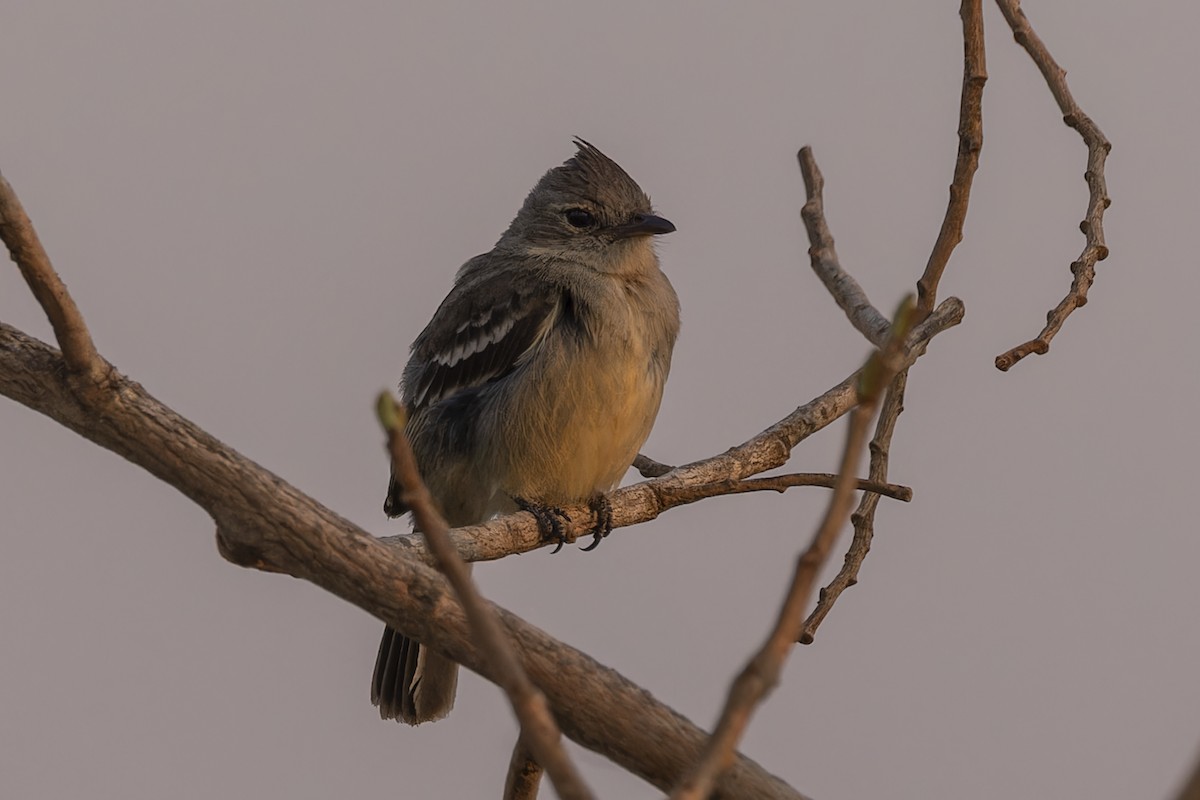 Élénie huppée - ML644573930