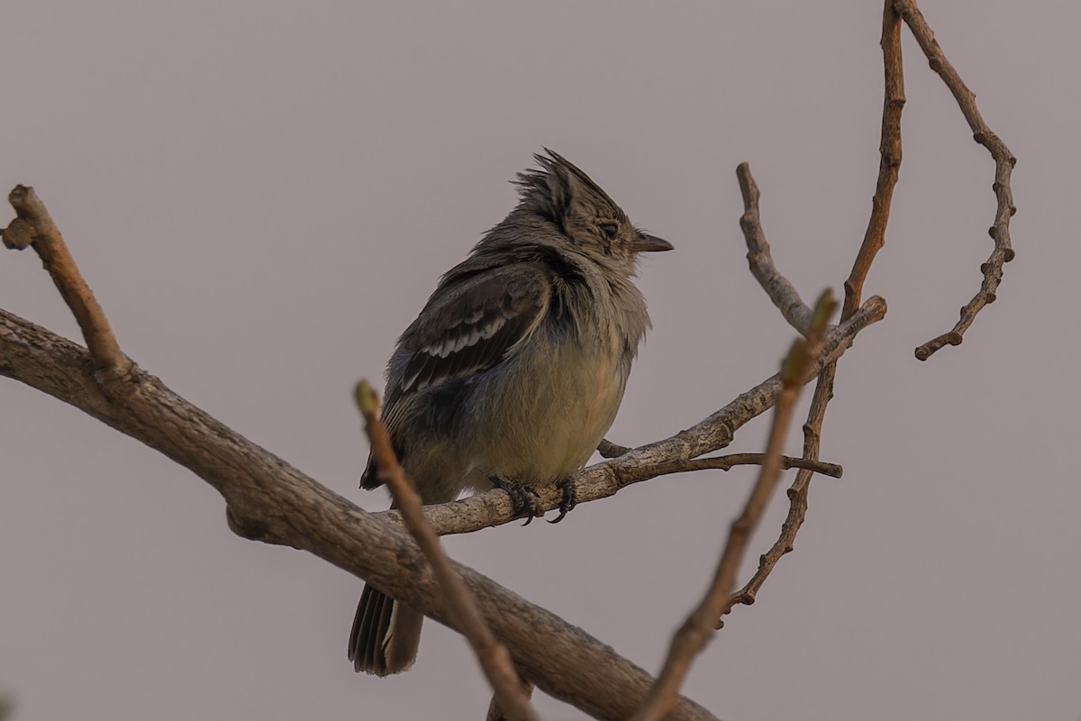 Élénie huppée - ML644573931