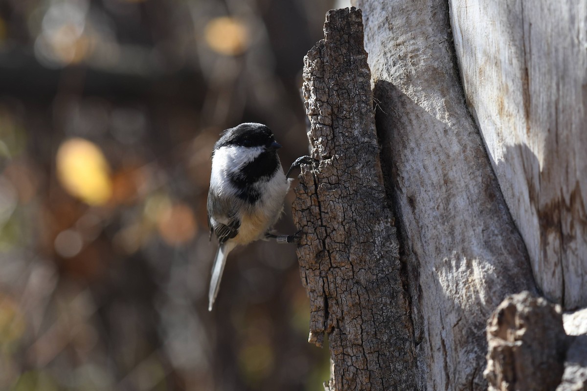 Mésange à tête noire - ML644573936