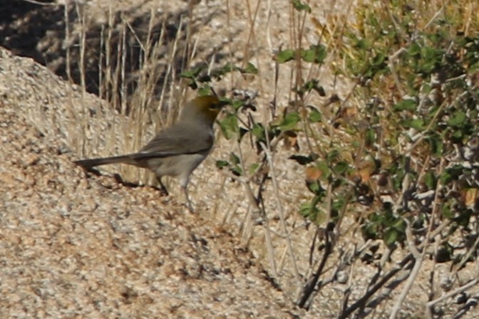 Auripare verdin - ML644573937