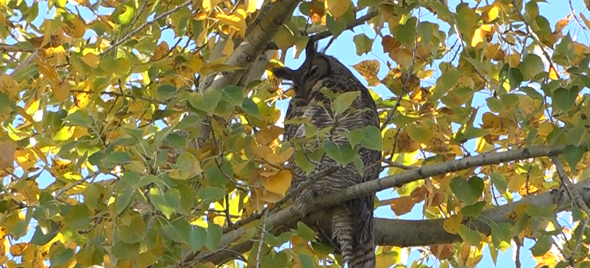 Grand-duc d'Amérique - ML644573938