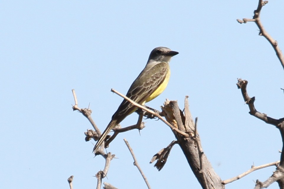 Tropikal Tiran - ML644573939