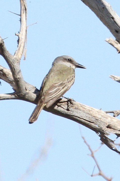 Tropikal Tiran - ML644573940