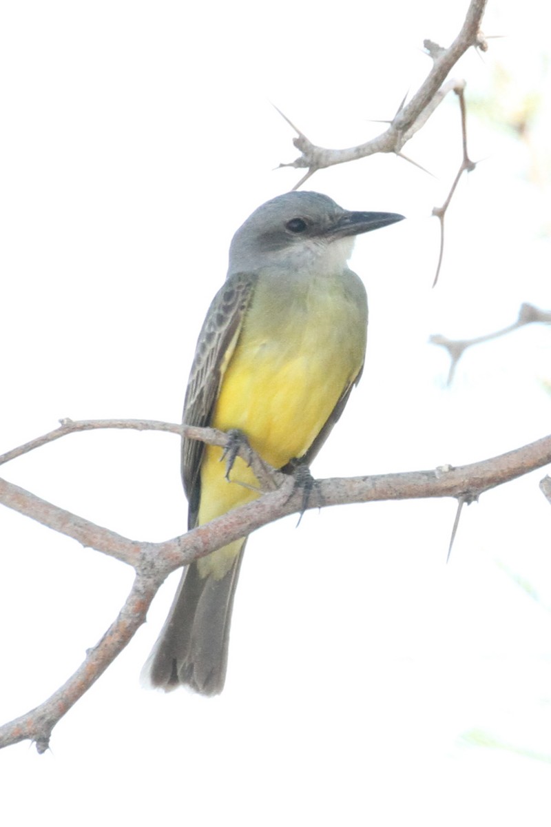 Tropikal Tiran - ML644573941