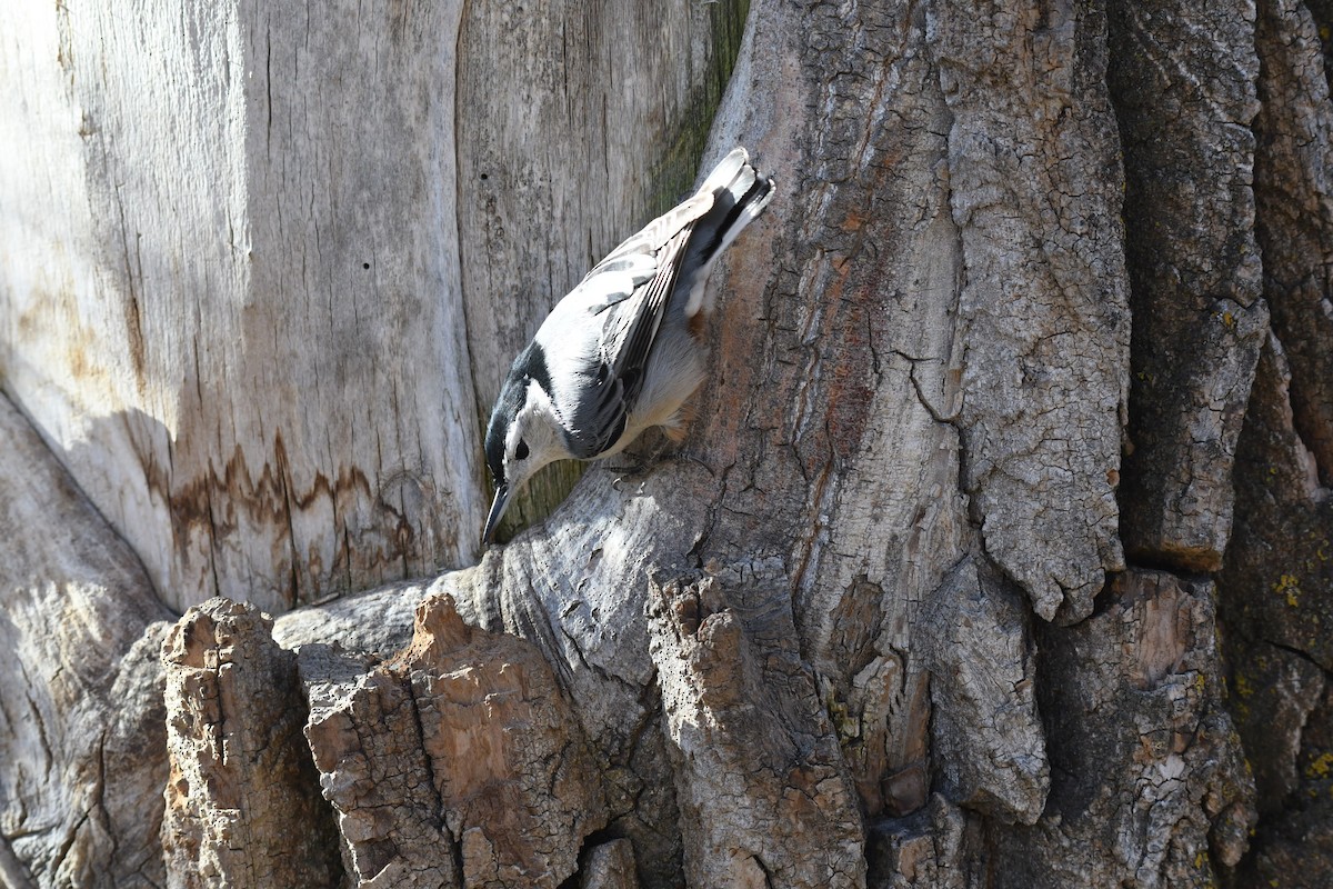 Sittelle à poitrine blanche - ML644573942