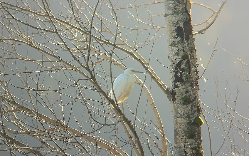 Aigrette bleue - ML644573945