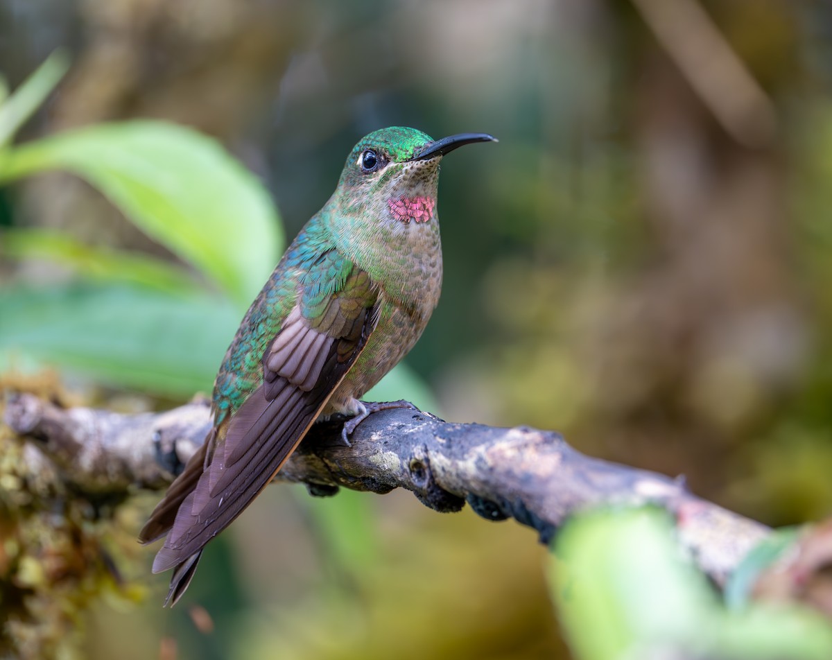 Brillant rubinoïde - ML644573946