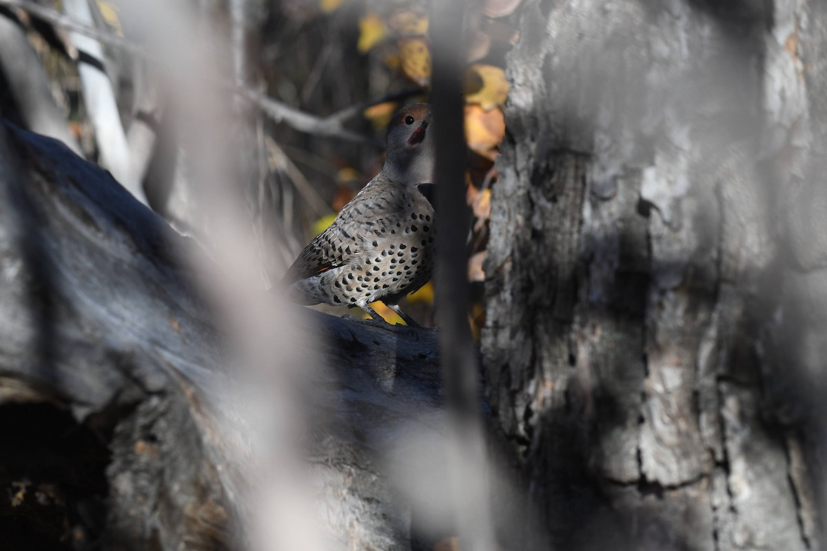 Pic flamboyant - ML644573947