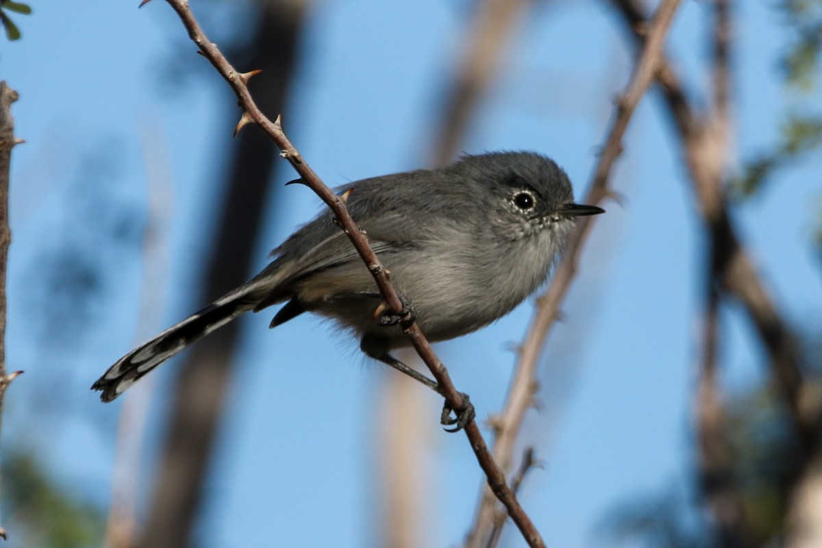 Gobemoucheron à queue noire - ML644573948