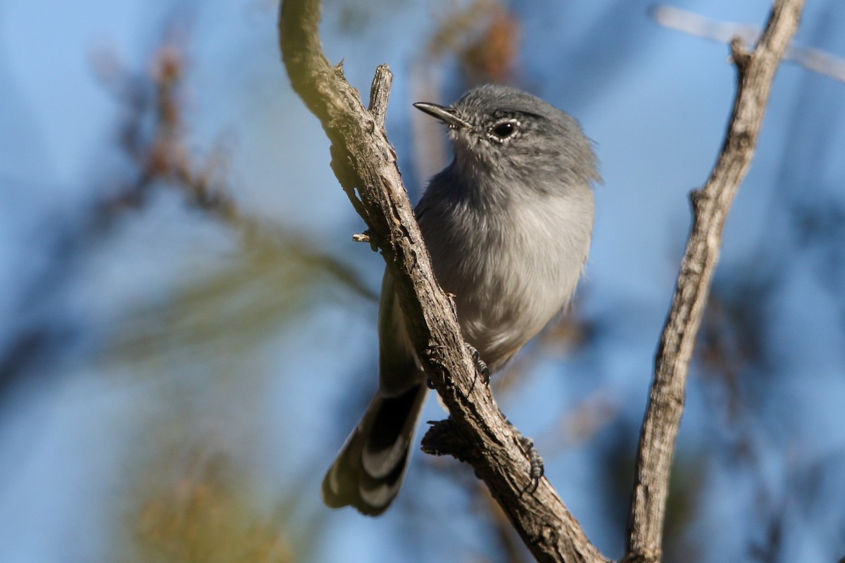 Gobemoucheron à queue noire - ML644573949