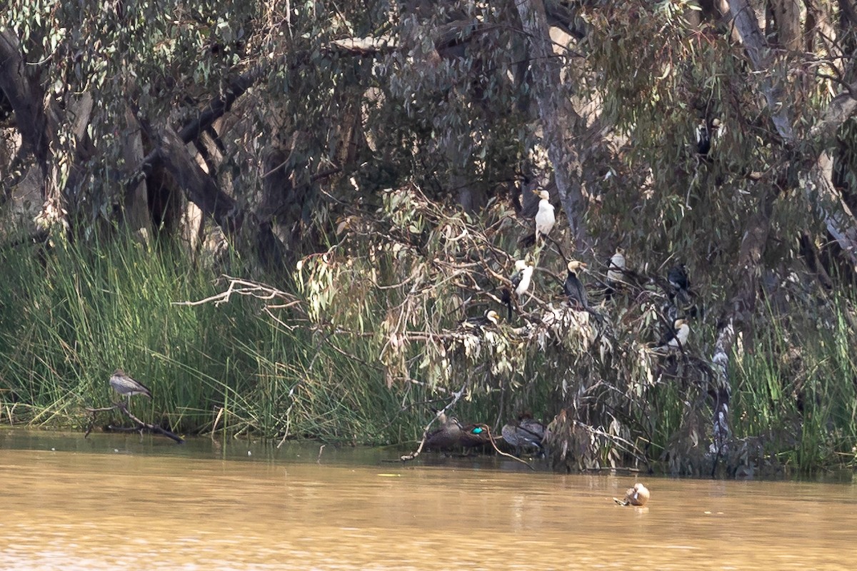 Cormoran pie - ML644573950