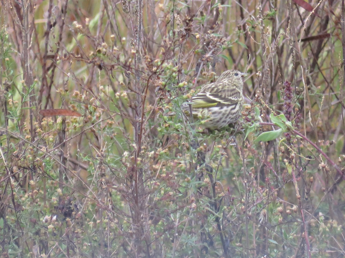 Tarin des pins - ML644573951