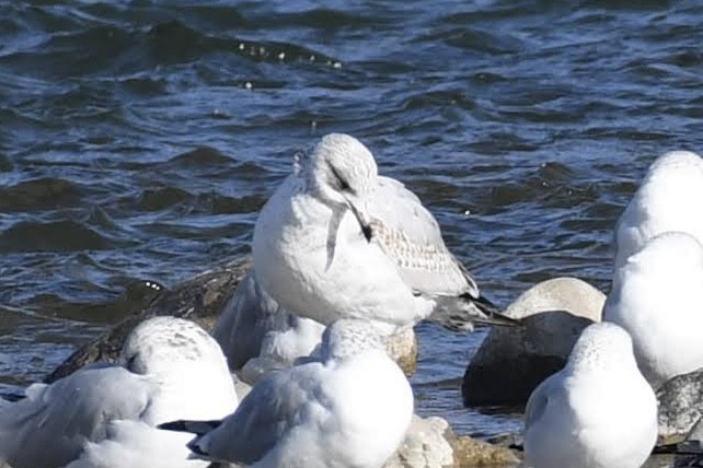 Goéland à bec cerclé - ML644573952