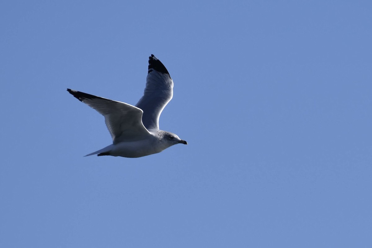 Goéland à bec cerclé - ML644573953