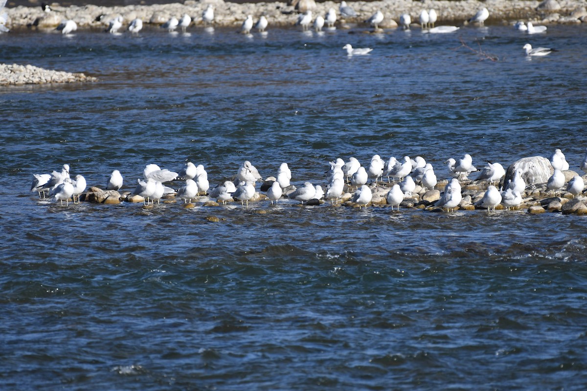 Goéland à bec cerclé - ML644573954