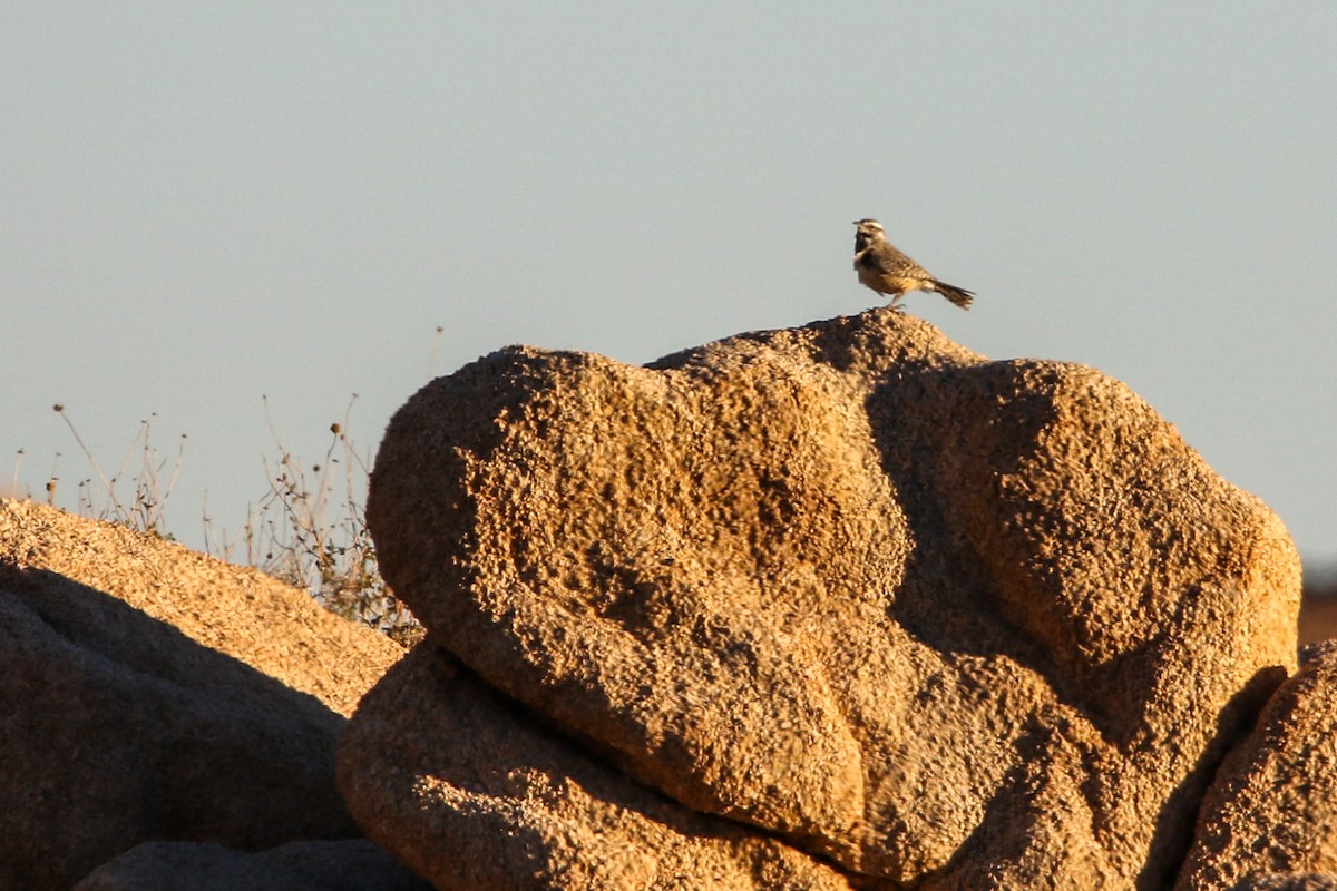 Troglodyte des cactus - ML644573955