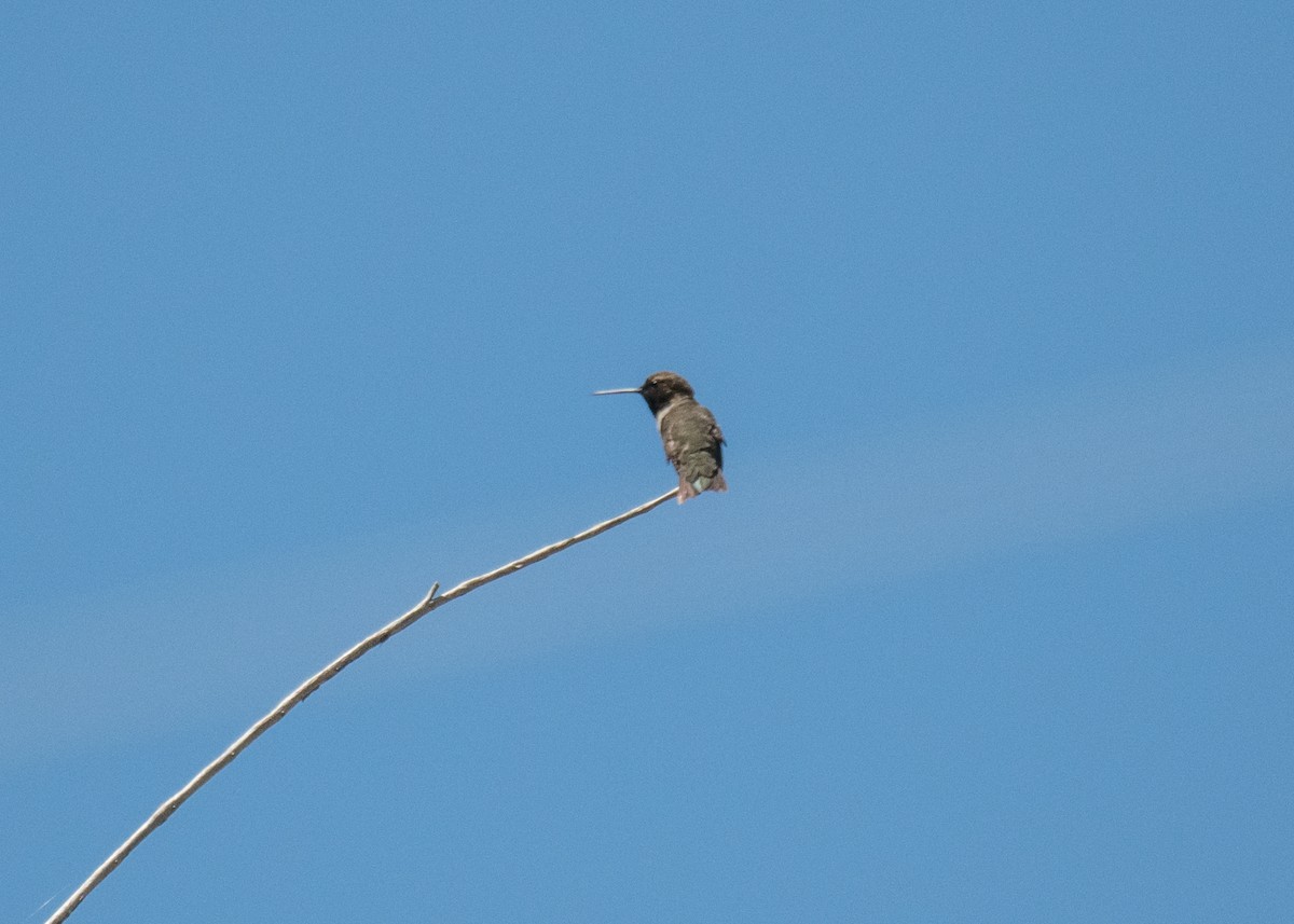 trochilidé sp. - ML644573956