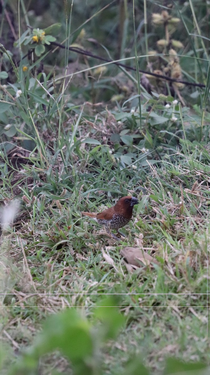 Capucin damier - ML644573957