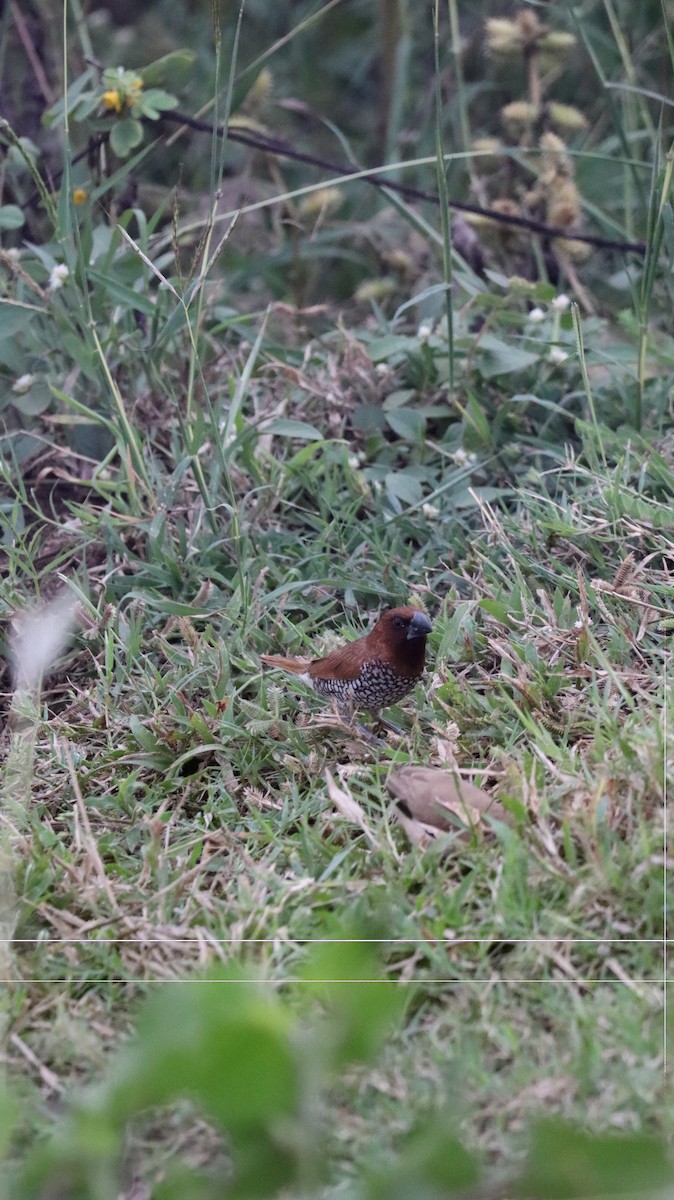 Capucin damier - ML644573958