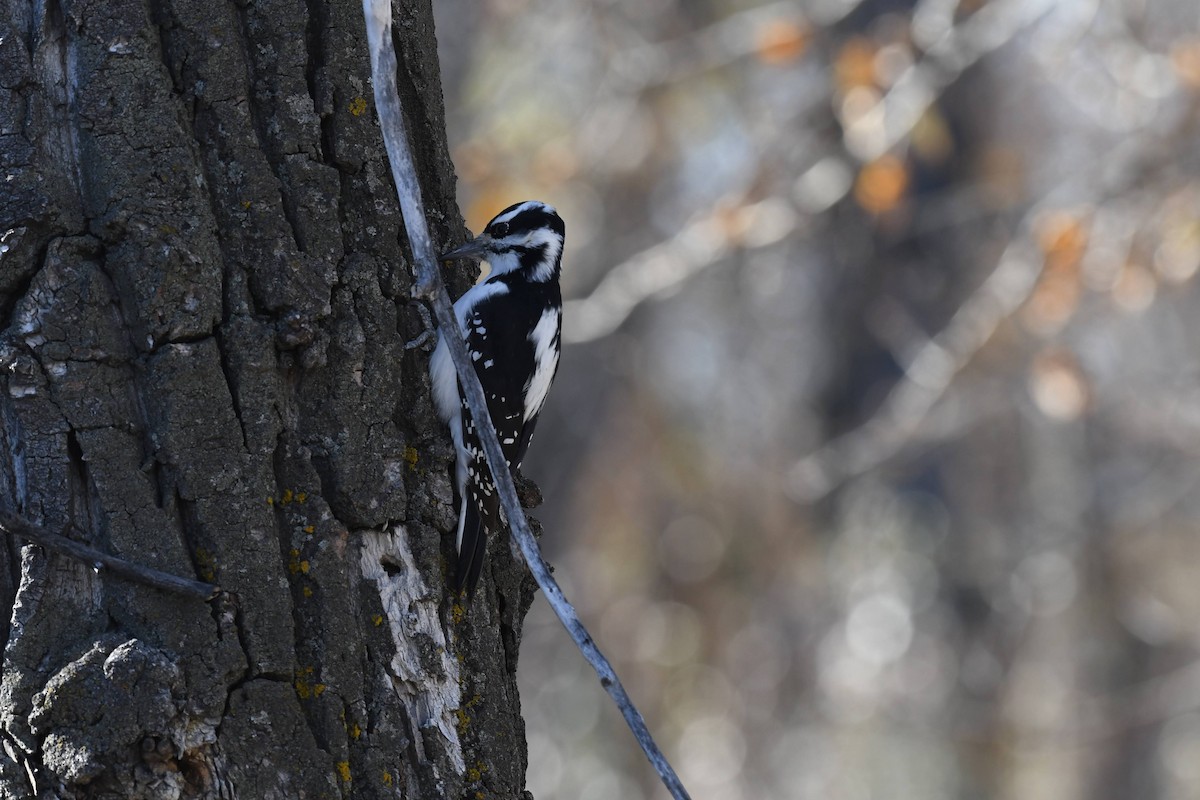 Pic chevelu - ML644573959