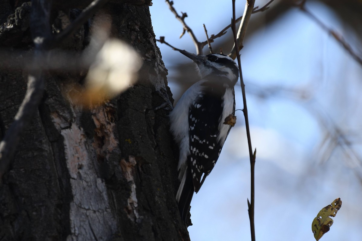 Pic chevelu - ML644573960