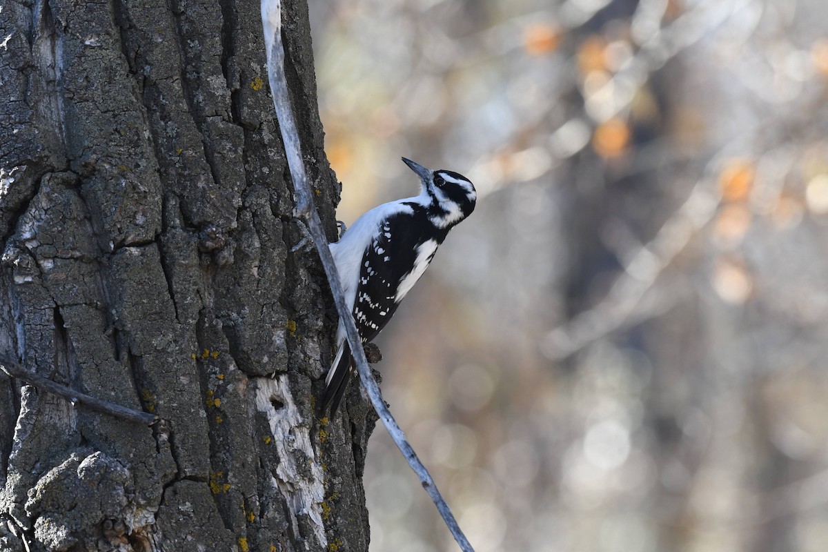 Pic chevelu - ML644573961